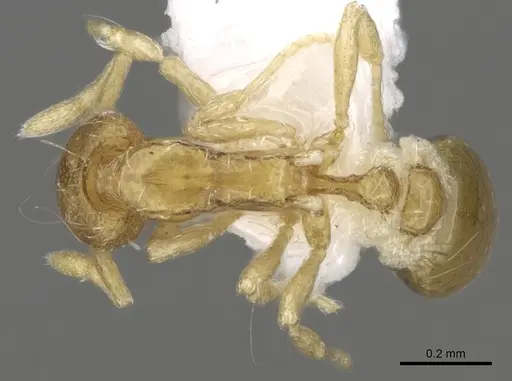 Strumigenys flagellata specimen CASENT0280717 image casent0280717_1