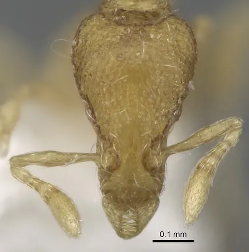 Strumigenys flagellata specimen CASENT0280717 image casent0280717_2