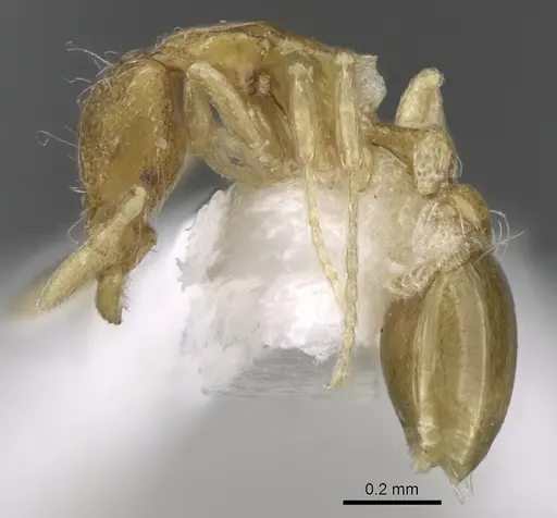 Strumigenys flagellata specimen CASENT0280717 image casent0280717_3