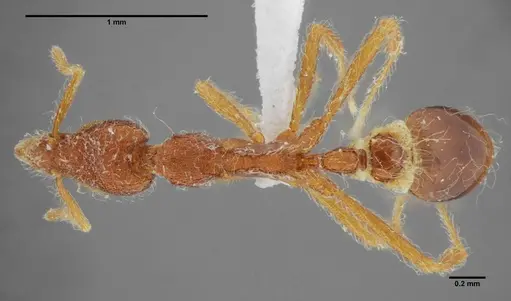 Strumigenys flavianae specimen ANTWEB1032112 image antweb1032112_1