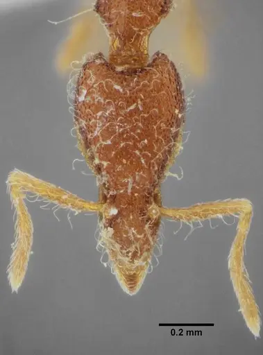 Strumigenys flavianae specimen ANTWEB1032112 image antweb1032112_2