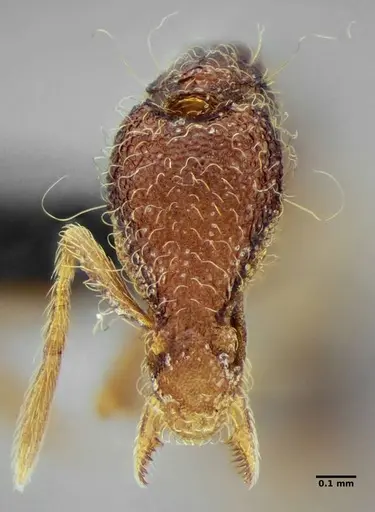 Strumigenys flavianae specimen ANTWEB1032422 image antweb1032422_1