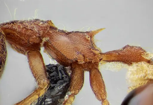 Strumigenys flavianae specimen ANTWEB1032422 image antweb1032422_3
