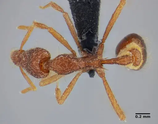 Strumigenys flavianae specimen ANTWEB1032460 image antweb1032460_1