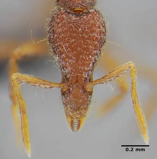 Strumigenys flavianae specimen ANTWEB1032460 image antweb1032460_2