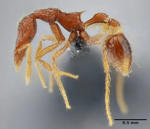 Strumigenys flavianae specimen ANTWEB1032460 image antweb1032460_3