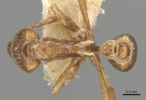 Strumigenys forficata specimen CASENT0280746 image casent0280746_1