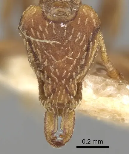 Strumigenys forficata specimen CASENT0280746 image casent0280746_2