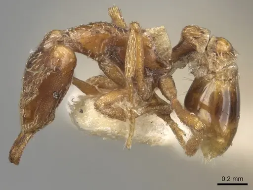 Strumigenys forficata specimen CASENT0280746 image casent0280746_3