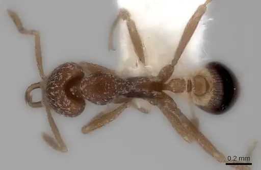 Strumigenys friedae specimen CASENT0217951 image casent0217951_1