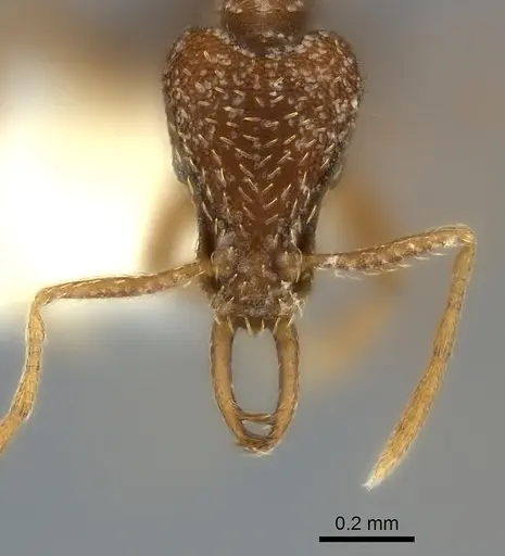 Strumigenys friedae specimen CASENT0217951 image casent0217951_2