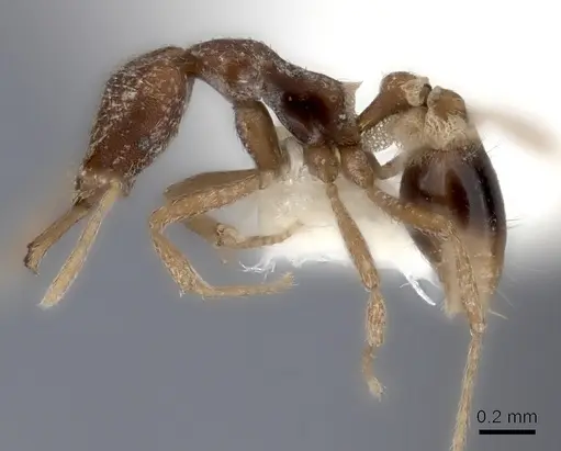 Strumigenys friedae specimen CASENT0217951 image casent0217951_3