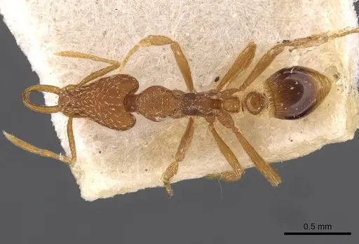 Strumigenys friedae specimen CASENT0909310 image casent0909310_1