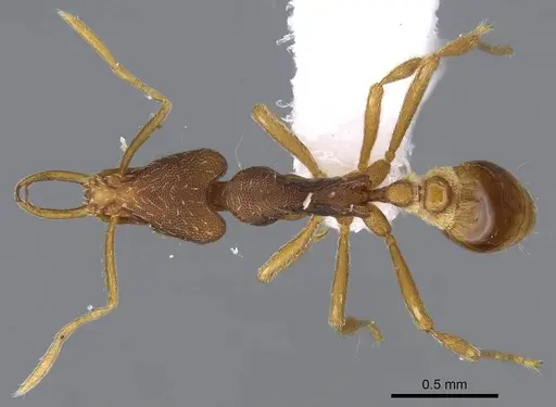 Strumigenys friedae specimen CASENT0914795 image casent0914795_1