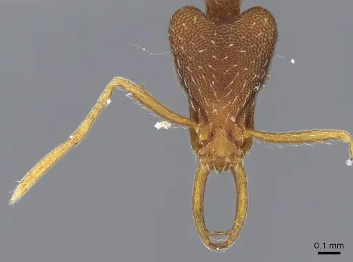 Strumigenys friedae specimen CASENT0914795 image casent0914795_2