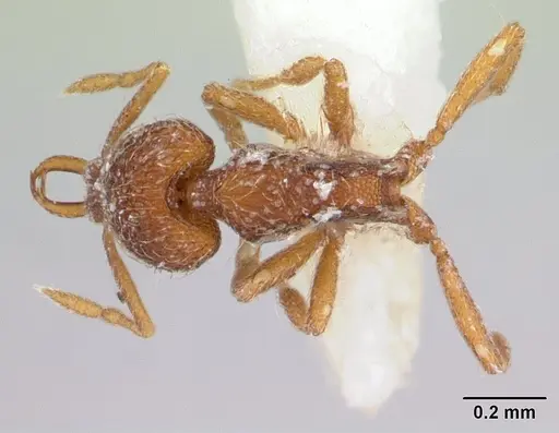 Strumigenys frivaldszkyi specimen CASENT0173561 image casent0173561_1