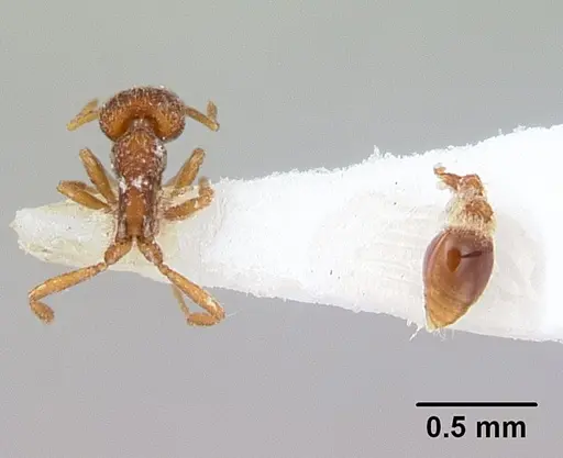 Strumigenys frivaldszkyi specimen CASENT0173561 image casent0173561_2