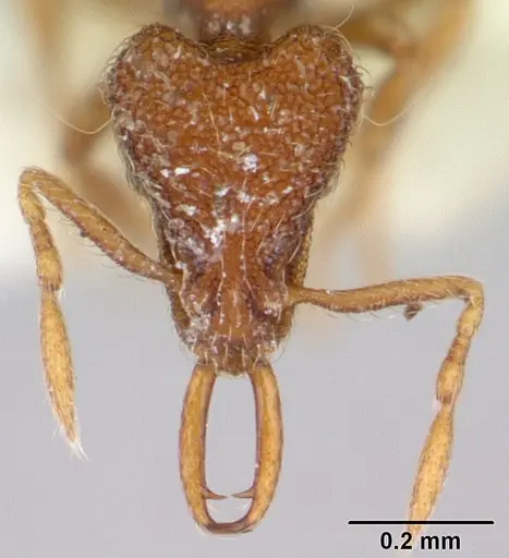 Strumigenys frivaldszkyi specimen CASENT0173561 image casent0173561_3