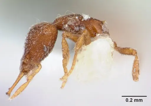 Strumigenys frivaldszkyi specimen CASENT0173561 image casent0173561_4