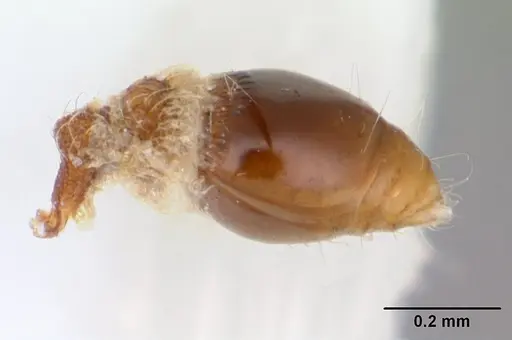 Strumigenys frivaldszkyi specimen CASENT0173561 image casent0173561_5
