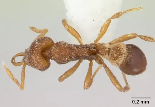 Strumigenys frivaldszkyi specimen CASENT0178456 image casent0178456_1