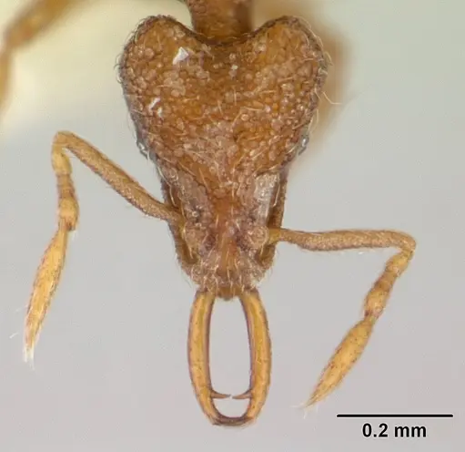 Strumigenys frivaldszkyi specimen CASENT0178456 image casent0178456_2