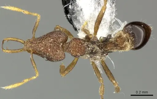 Strumigenys frivaldszkyi specimen CASENT0199963 image casent0199963_1