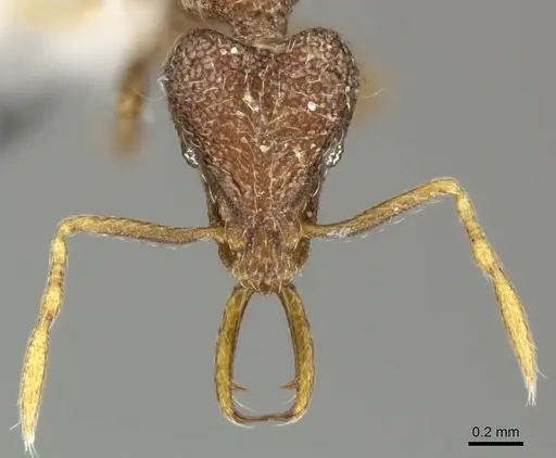 Strumigenys frivaldszkyi specimen CASENT0199963 image casent0199963_2