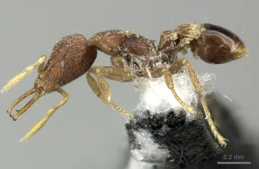 Strumigenys frivaldszkyi specimen CASENT0199963 image casent0199963_3