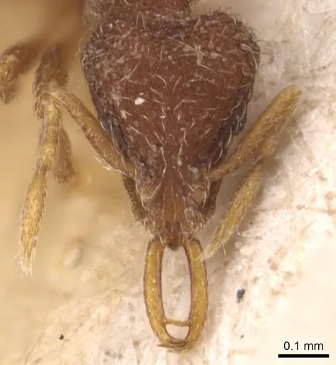 Strumigenys frivaldszkyi specimen CASENT0904947 image casent0904947_2