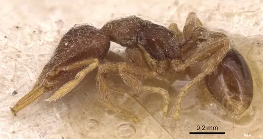 Strumigenys frivaldszkyi specimen CASENT0904947 image casent0904947_3