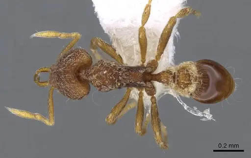 Strumigenys frivaldszkyi specimen CASENT0914796 image casent0914796_1