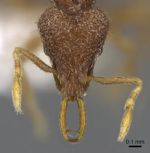 Strumigenys frivaldszkyi specimen CASENT0914796 image casent0914796_2