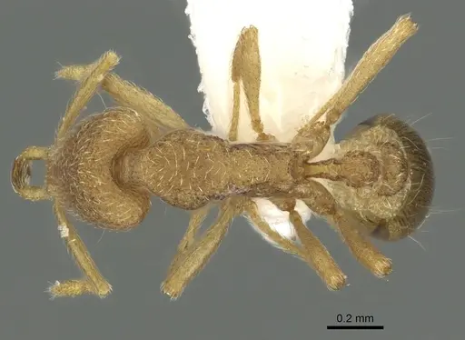 Strumigenys frivola specimen CASENT0013150 image casent0013150_1
