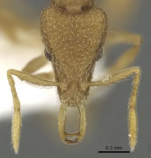 Strumigenys frivola specimen CASENT0013150 image casent0013150_2