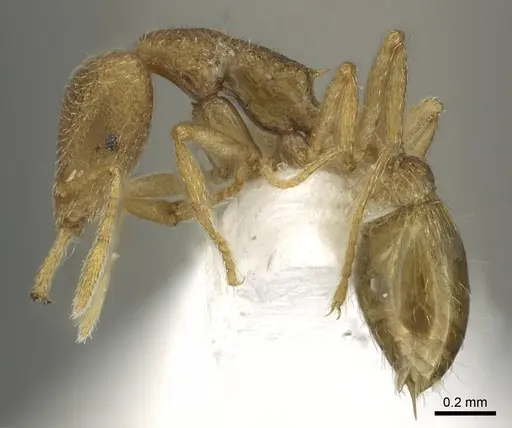 Strumigenys frivola specimen CASENT0013150 image casent0013150_3
