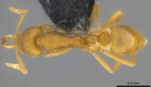 Strumigenys frivola specimen CASENT0186989 image casent0186989_1