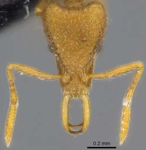 Strumigenys frivola specimen CASENT0186989 image casent0186989_2