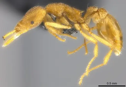Strumigenys frivola specimen CASENT0186989 image casent0186989_3