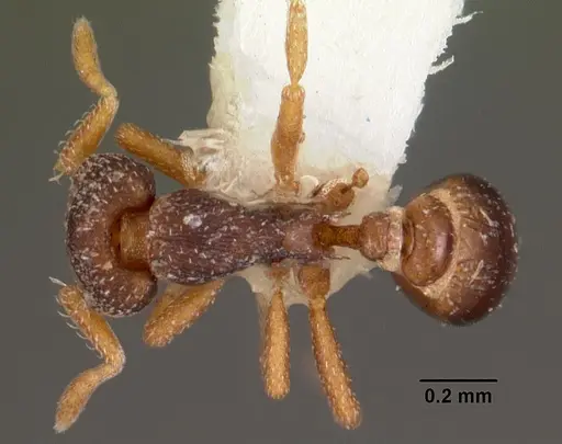 Strumigenys fulda specimen CASENT0102544 image casent0102544_1