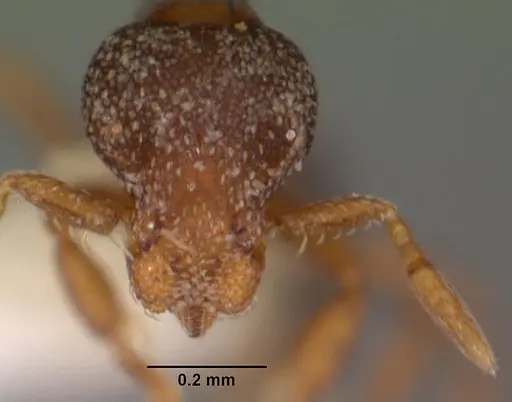 Strumigenys fulda specimen CASENT0102544 image casent0102544_2