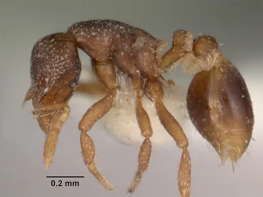 Strumigenys fulda specimen CASENT0102544 image casent0102544_3