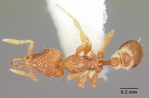 Strumigenys furfara specimen CASENT0102652 image casent0102652_1