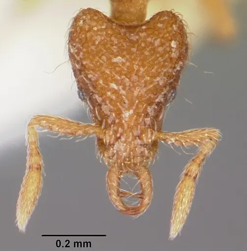 Strumigenys furfara specimen CASENT0102652 image casent0102652_2