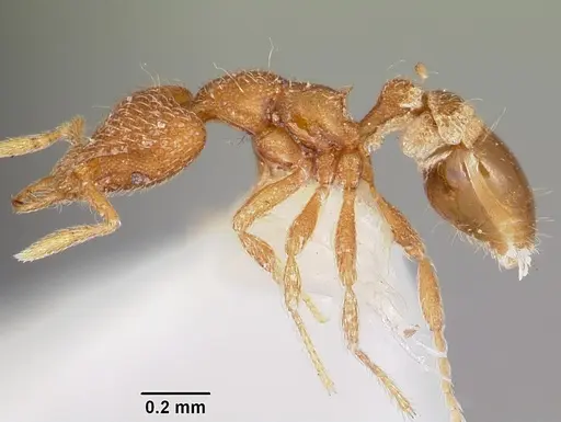 Strumigenys furfara specimen CASENT0102652 image casent0102652_3