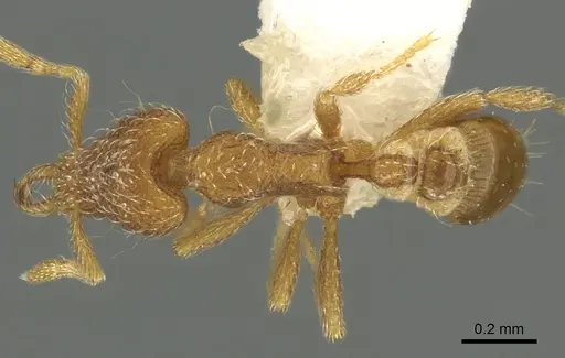 Strumigenys furfara specimen CASENT0900852 image casent0900852_1