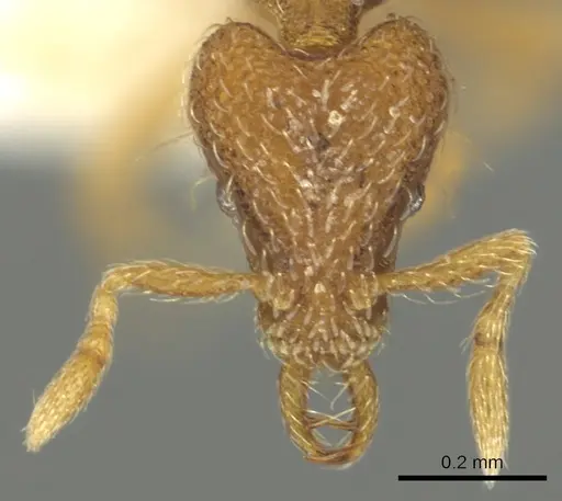 Strumigenys furfara specimen CASENT0900852 image casent0900852_2