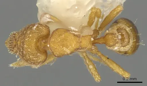 Strumigenys furtiva specimen CASENT0900189 image casent0900189_1