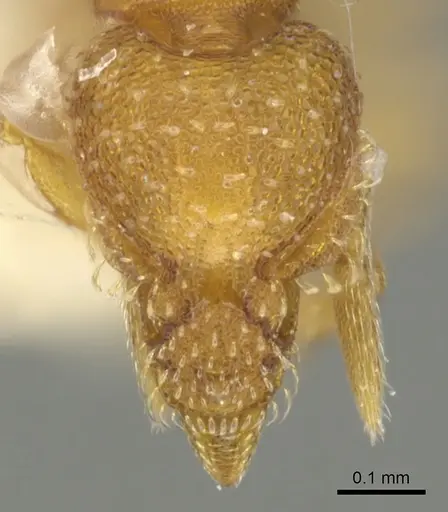 Strumigenys furtiva specimen CASENT0900189 image casent0900189_2