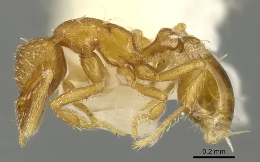 Strumigenys furtiva specimen CASENT0900189 image casent0900189_3